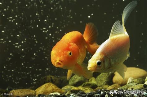 龙的颜色意义 兩條魚